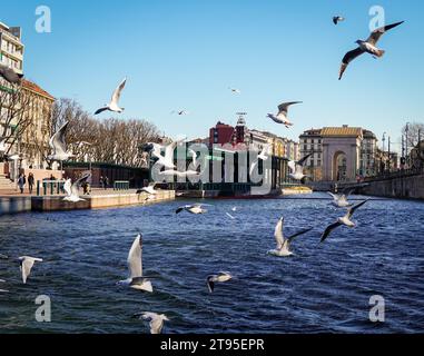 Möwen fliegen gegen den Wind auf dem Darsena Wasser im Zentrum von Mailand, eine seltene Show, da die Stadt sehr weit vom Meer entfernt ist Stockfoto