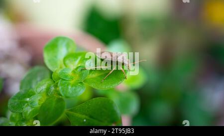 Nezara viridula auf kleinen Blättern Stockfoto