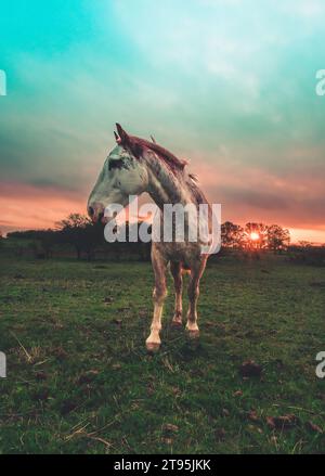 Porträt des weißen Pferdes bei Sonnenuntergang Stockfoto