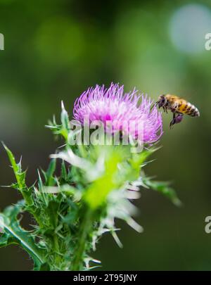 Eine Biene bestäubt eine Disteldistel mit Bokeh-Hintergrund Stockfoto