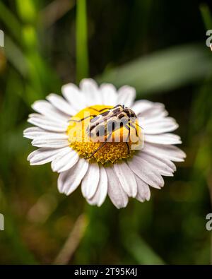 Lady Käfer auf einer kleinen weißen Blume Stockfoto