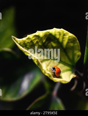 Marienkäfer auf einem kleinen grünen Blatt Stockfoto