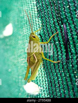 Ein Tropidacris collaris posiert auf einem Plastiknetz Stockfoto