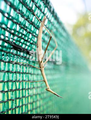 Eine Phasmatodea, die auf einem Plastiknetz posiert Stockfoto