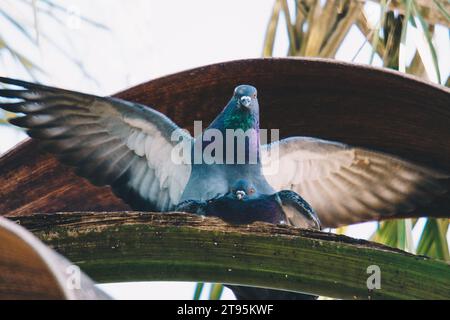 Taube öffnet ihre Flügel auf einem Palmblatt Stockfoto