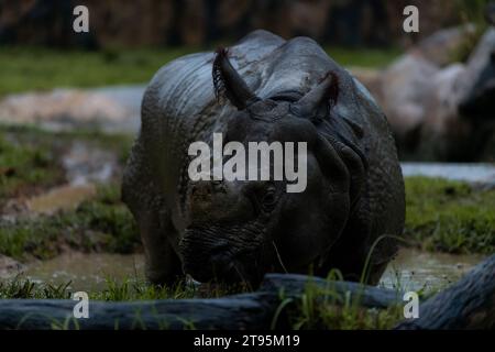 Seltene, fast ausgestorbene indische Nashörner im Zoo von Singapur während der nächtlichen Safari-Tour. Nahaufnahme des Hochformatbildes Stockfoto