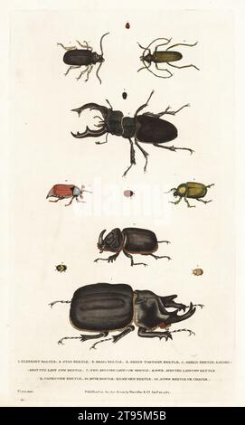 Käfer und Insekten. Elefantenkäfer, Megasoma elephas 1, Hirschkäfer, Lucanus cervus 2, Messingkäfer 3, grüner Schildkrötenkäfer 4, Schildkäfer 5, Siebenfleckiger Kuhkäfer, Coccinella septempunctata 6, zweifleckiger Kuhkäfer, Adalia bipunctata 7, vierfleckiger Kuhkäfer, Brachiacantha quadripunctata 8, steinbockkäfer, Cerambyx cerdo 9, Moschuskäfer 10, Einhornkäfer, Oryctes nasicornis 11, dorr-Käfer oder Scheuerkäfer 12. Stockfoto