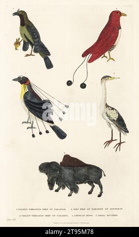 Arfak Parotia, Parotia sefilata 1, King Bird of Paradise, Cicinnurus regius 2, Superbird-of-Parotia, Lophorina superba 3, amerikanische Bisons, Bison Bison 4 und Bitterlein Ixobrychus minutus 5. Handkolorierter Kupferstich von Moses Harris aus William Frederic Martyn’s A New Dictionary of Natural History, Harrison, London, 1785. Pseudonym von William Fordyce Mavor, schottischer Priester, Lehrer und Schriftsteller, 1758-1837. Stockfoto