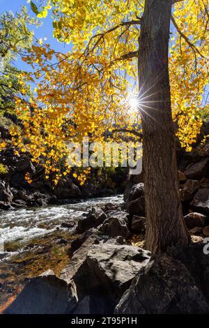 Leuchtende Herbstfarben am Clear Creek im Herbst – Golden, Colorado, USA Stockfoto