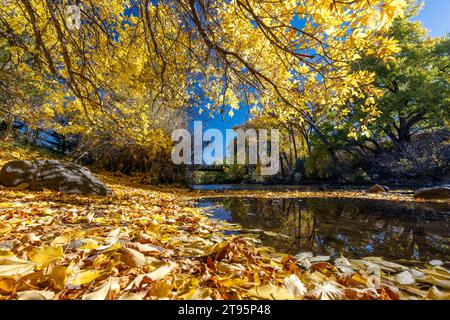 Leuchtende Herbstfarben am Clear Creek im Herbst – Golden, Colorado, USA Stockfoto