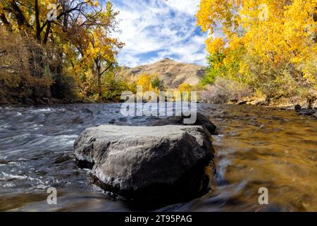 Leuchtende Herbstfarben am Clear Creek im Herbst – Golden, Colorado, USA Stockfoto