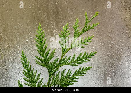 WESTERN Redcedar, Thuja plicata, Nadeln auf einer Fensterscheibe, nachdem der Frost geschmolzen ist, Olympic Peninsula, Washington State, USA Stockfoto