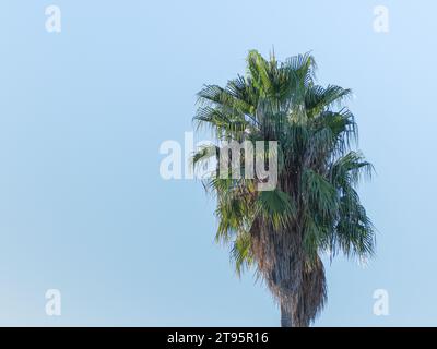 Wüstenfächerpalme isoliert am blauen Himmel mit Sonnenlicht Washngtonia filfera Stockfoto