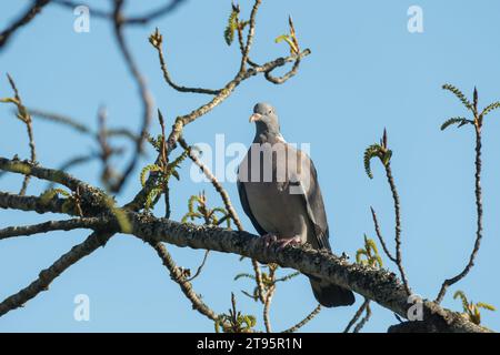 Der Palumbus-Vogel von Columba blickt draußen vor dem blauen Himmel Stockfoto