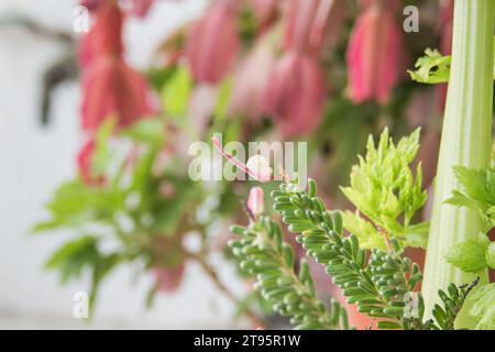 Grevillea lanigera Pflanzenzweig mit Blume aus nächster Nähe im Inneren Stockfoto