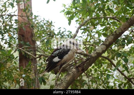 Nahaufnahme des einheimischen australischen Vogels Laughing Kookaburra (Dacelo novaeguineae) in queensland, australien Stockfoto