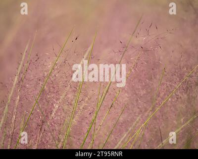 Nahaufnahme von windgeputztem rosa muhly Gras mit grünen Stielen und rosa und malvenfarbenen Blumen. Stockfoto