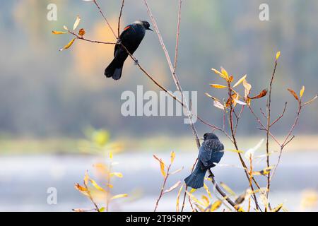 Ein Paar rotgeflügelter Amseln, die auf einem Baumzweig ruhen und sich im Burnaby Lake Park, BC, CA, scharf vor einem unscharfen Hintergrund aus Laub richten Stockfoto