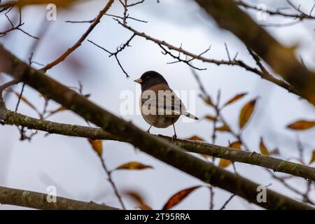 Ein dunkeläugiger Junco, der auf einem Baumzweig liegt und seine Hinterseite zur Kamera zeigt, mit seitlichem Kopf und Blick zur Kamera Stockfoto