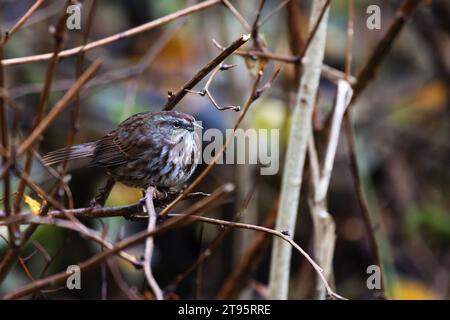 Ein Song-Spatzen, der auf einem Baumzweig ruht und sich im Burnaby Lake Park, Burnaby, BC, Kanada, scharf vor einem verschwommenen Hintergrund aus Laub konzentriert. Stockfoto