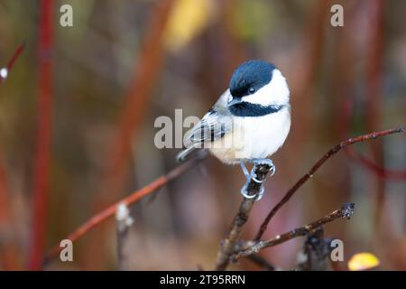 Ein Schwarzkappenkick, das auf einem Ast ruht und sich im Burnaby Lake Park, Burnaby, BC, Kanada, scharf vor einem unscharfen Hintergrund aus Laub fokussiert. Stockfoto