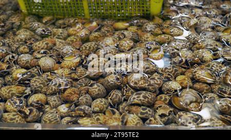 Frische und lebendige Meeresschnecke aus babylon im Wasser, die auf einem lokalen Fischmarkt verkauft wird. Gepunktete babylonschale, Areola babylonschale, Elfenbeinschale (Babylonien) Stockfoto