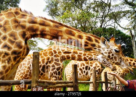 Nairobi, Kenia, 01-Januar-2021 - Giraffen im Giraffen-Zentrum von Nairobi werden von Besuchern gespeist, die die Größe und Majestät der Giraffen erleben Stockfoto