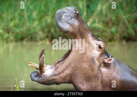 Ein Nilpferd im Wasser mit offenem Mund Stockfoto