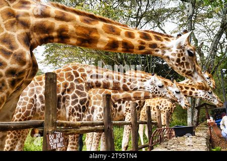 Nairobi, Kenia, 01-Januar-2021 - Giraffen im Giraffen-Zentrum von Nairobi werden von Besuchern gespeist, die die Größe und Majestät der Giraffen erleben Stockfoto