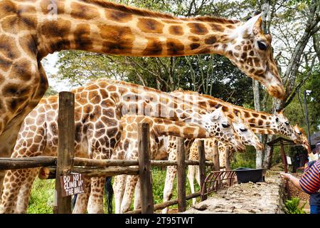 Nairobi, Kenia, 01-Januar-2021 - Giraffen im Giraffen-Zentrum von Nairobi werden von Besuchern gespeist, die die Größe und Majestät der Giraffen erleben Stockfoto