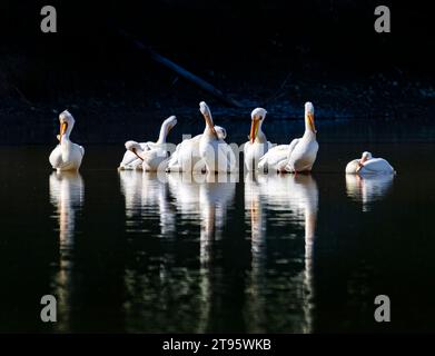 Amerikanische weiße Pelicans (Pelicanus erythrorhynchos) ruhen am Snake River im Gebiet Oxbow Bend im Grand Teton National Park, Wyoming, USA. Stockfoto