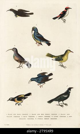 Rotbeinige Honigkriecher, Cyanerpes cyaneus 1, schwarzer und roter indischer Kriecher 2, Bananaquit, Coereba flaveola 3, lila Honigkriecher, Cyanerpes caeruleus 4, grüner Honigkriecher, Chlorophanes spiza 5, Lucon Kriecher 6, Tui, Prosthemadera novaeseelandiae 7, und südlicher sunbird mit Doppelkragen, Cinnyris chalybeus 8. Handkolorierter Kupferstich von Moses Harris aus William Frederic Martyn’s A New Dictionary of Natural History, Harrison, London, 1785. Pseudonym von William Fordyce Mavor, schottischer Priester, Lehrer und Schriftsteller, 1758-1837. Stockfoto