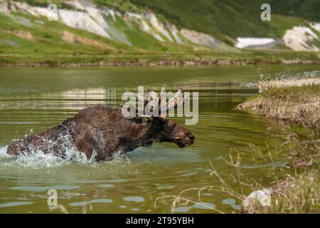 Elche schwimmen im See mit großen Hörnern auf wildem See. Tierwelt aus der Natur Stockfoto