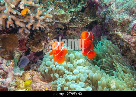 Zwei Anemonenfische oder kastanienbraune Clownfische, die über Anemonen-Tentakeln tanzen, Bali Stockfoto