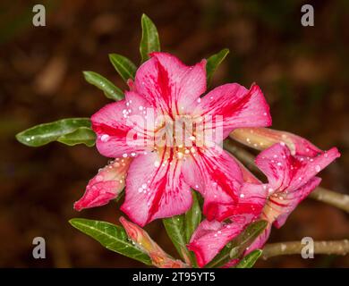 Spektakuläre und ungewöhnliche rot-rosa gestreifte Blumen und dunkelgrüne Blätter der afrikanischen Wüstenrose, Adenium obesum, auf dunklem Hintergrund Stockfoto