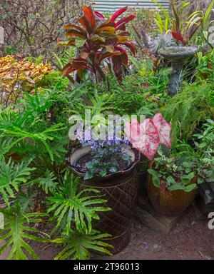 Kleiner und kompakter subtropischer Garten mit Laubpflanzen mit bunten, roten, orangen und grünen Blättern, die in dekorativen Behältern in Au wachsen Stockfoto