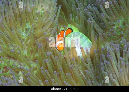 Ocellaris-Clownfische oder falsche Percula-Clownfische oder gewöhnliche Clownfische unter den Tentakeln einer Anemone auf Bali Stockfoto