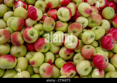 API oder der Lady Apfel, rote und grüne Bio-Gruppe von Äpfeln. Stockfoto