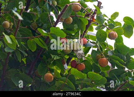 Persimmonen wachsen auf einem Baum in der hellen Morgensonne um. Der blaue Himmel bildet den Hintergrund Stockfoto