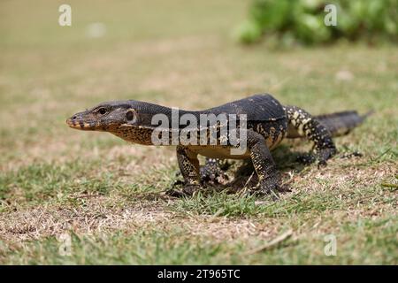 Porträt einer gestreiften Monitoreidechse oder eines Wassermonitors (Varanus salvator) auf einem Gras Stockfoto