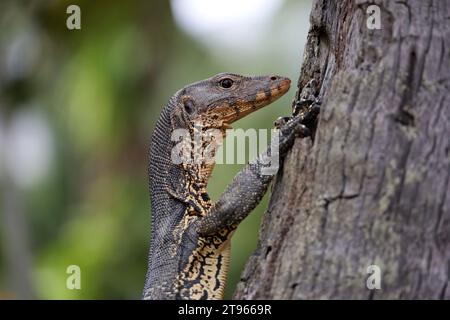 Porträt einer gestreiften Monitoreidechse oder eines Wassermonitors (Varanus salvator) auf einem Palmenstamm Stockfoto