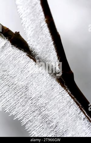 Raureif, bizarre Eiskristalle auf einem Zweig, Laichingen, Baden-Württemberg, Deutschland Stockfoto