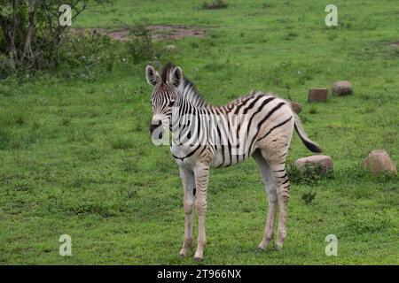 Plains Zebra (Equus quagga) juvenile, Hluhluwe-Imfolozi Park KwaZulu Natal, Südafrika Stockfoto