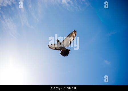 Einzige Taube mit Flügeln in der Luft öffnen Stockfoto