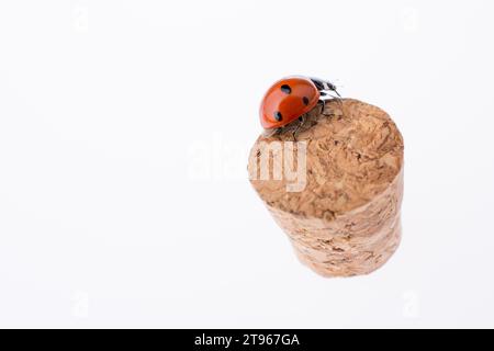 Schönes Foto von rote Marienkäfer zu Fuß auf einem Stockfoto