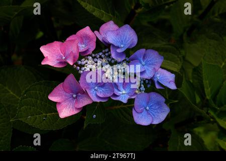 Nahaufnahme der ultramarinen Blume des sommerblühenden harten Staudengartenstrauchs Hydrangea macrophylla zorro. Stockfoto