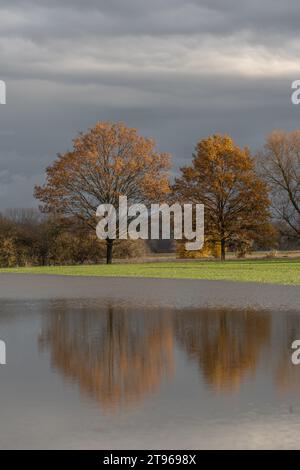 Bäume spiegeln sich in einer überfluteten Wiese nach starken Regenfällen. Herbstlandschaft. Bas-Rhin, Elsass, Grand Est, Frankreich, Europa. Stockfoto