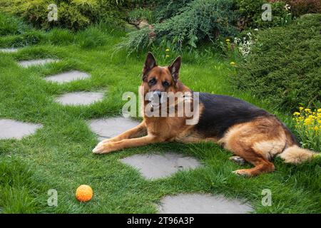 Großer osteuropäischer Schäferhund auf dem Rasen im Garten Stockfoto