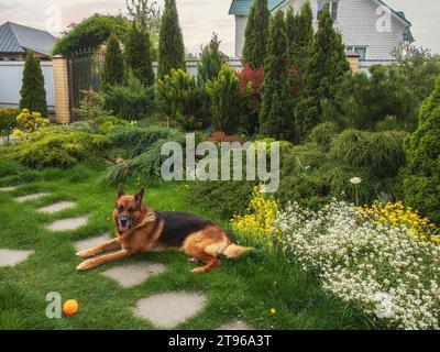 Großer osteuropäischer Schäferhund auf dem Rasen im Garten Stockfoto