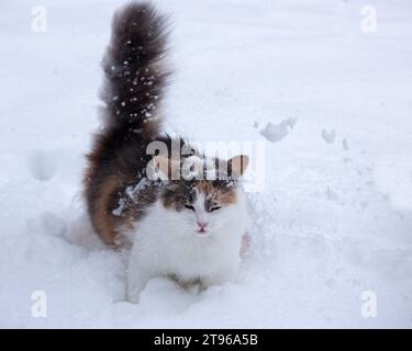 Winterspaziergang mit flauschiger Katze Stockfoto